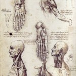 shoulderandneck2 shoulderandneck2