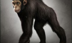 chimp3