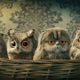 3d Art Carlson Woon Lomo Owl